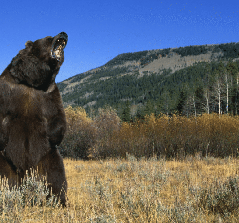 Bear Encounters 101: Essential Steps for Safety and Survival ...