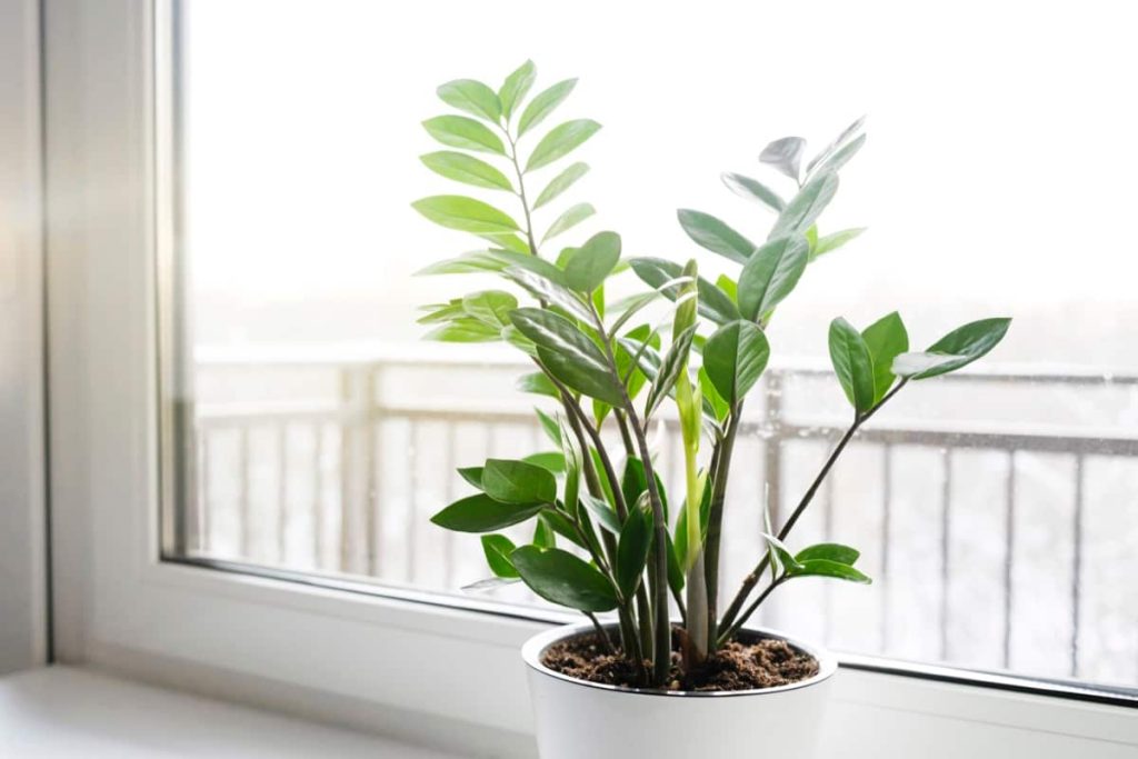 Nurturing Your Indoor Plants Through The Winter