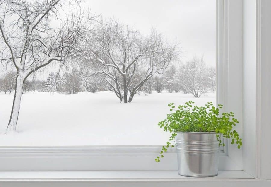 Nurturing Your Indoor Plants Through The Winter