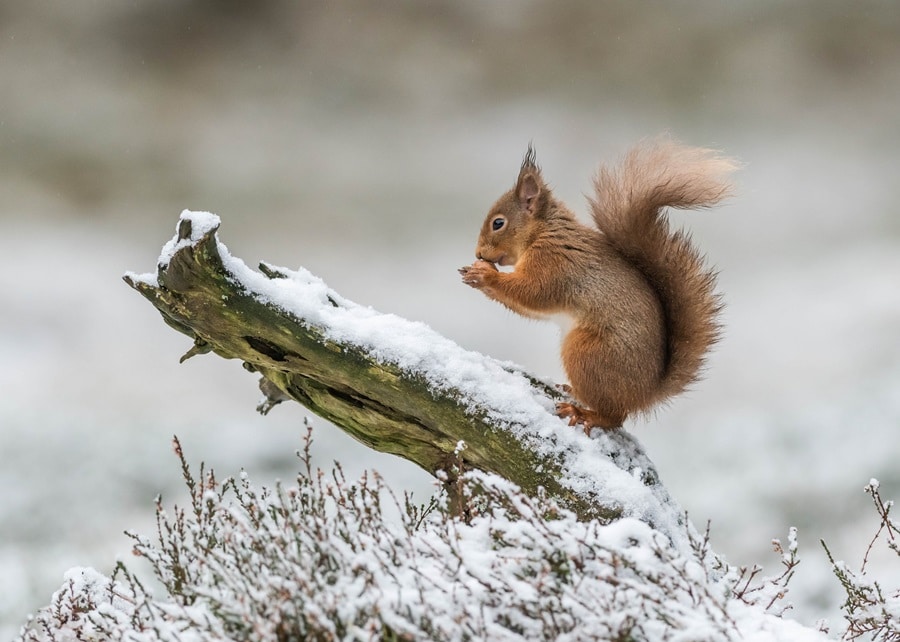 The Secret Life of Animals in Winter