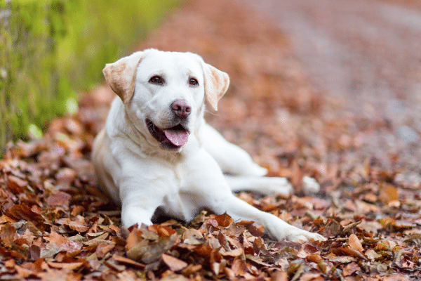 Top 7 Dog Breeds For The Outdoorsy Person