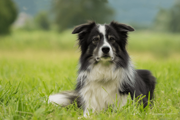 Top 7 Dog Breeds For The Outdoorsy Person