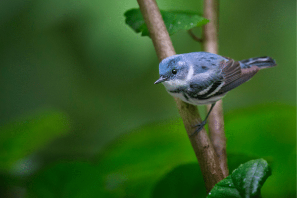 Rare Birds To Look For In Your City Park