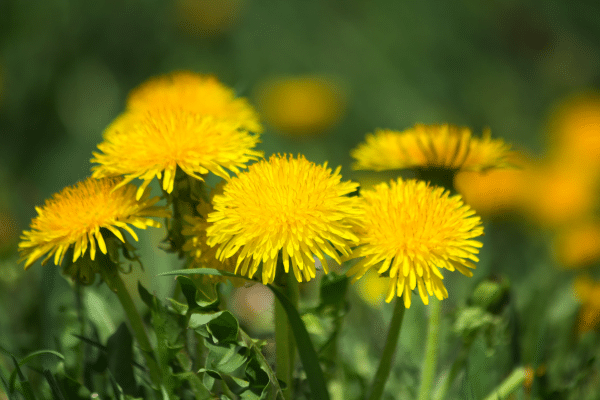 Plants You Did Not Know Were Weeds