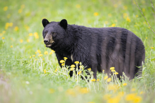 Bear Encounters 101: Essential Steps for Safety and Survival