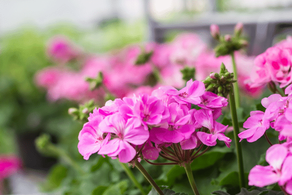 Plants That Eliminate Mosquitoes