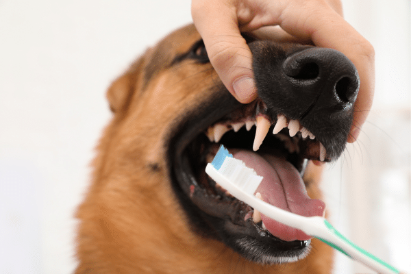 How To Clean Your Dog's Teeth At Home