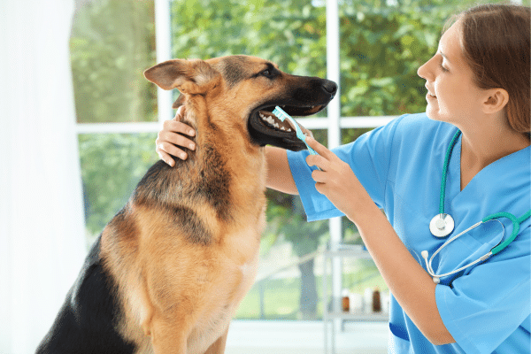 How To Clean Your Dog's Teeth At Home