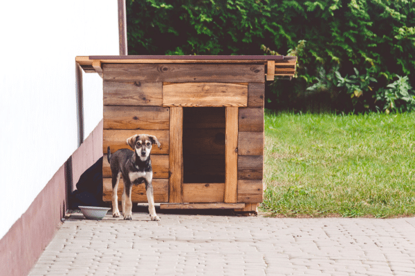 How To Make Your Backyard More Pet Friendly