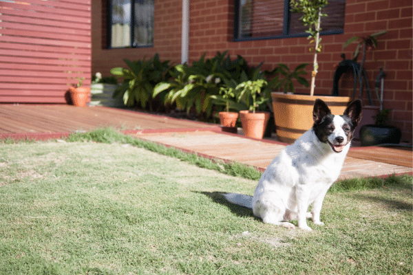 How To Make Your Backyard More Pet Friendly