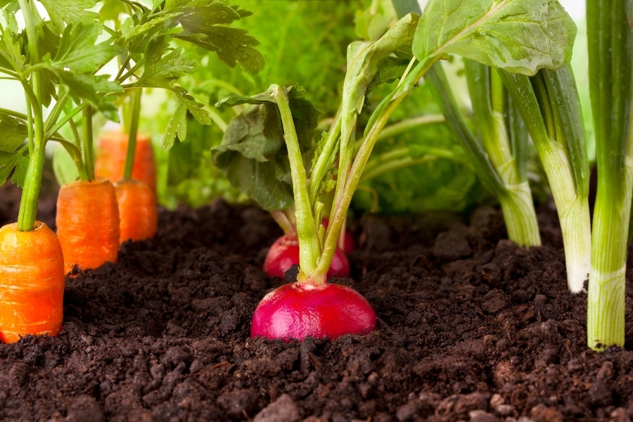 Planning Your First Vegetable Garden Made Simple