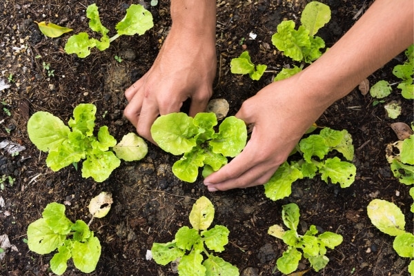Planning Your First Vegetable Garden Made Simple